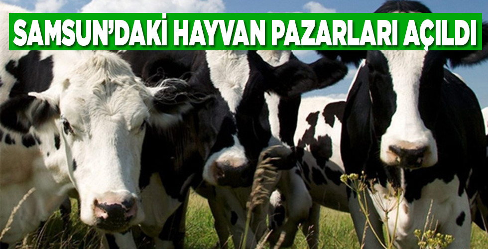 Samsun’daki hayvan pazarları açıldı