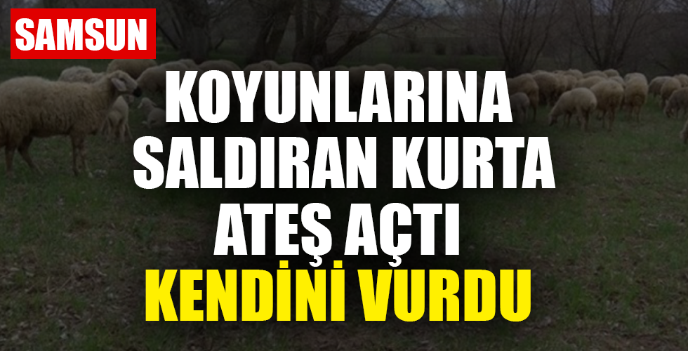 Koyunlarına saldıran kurtlara ateş edince kazara kendini vurdu