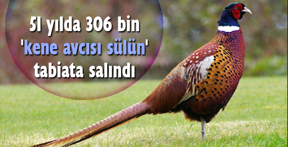 51 yılda 306 bin ‘kene avcısı sülün’ tabiata salındı