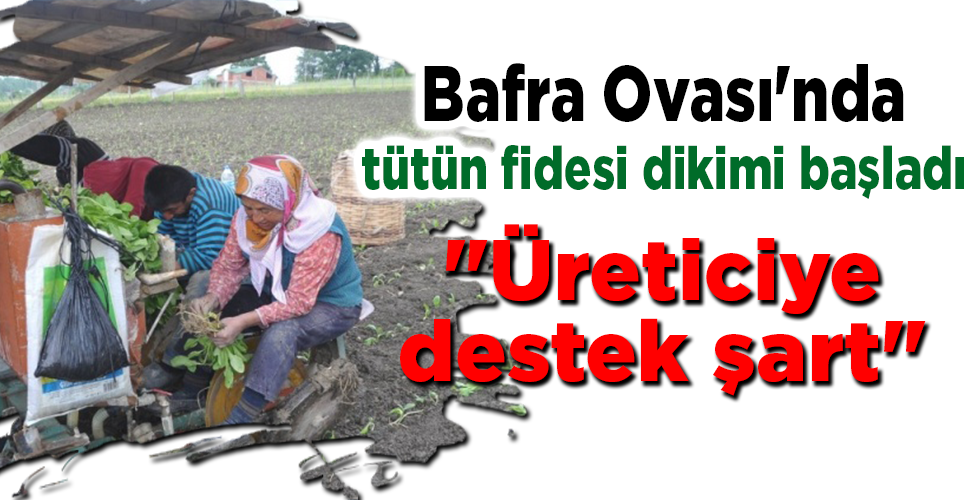 Bafra Ovası’nda tütün fidesi dikimi başladı “Üreticiye destek şart”