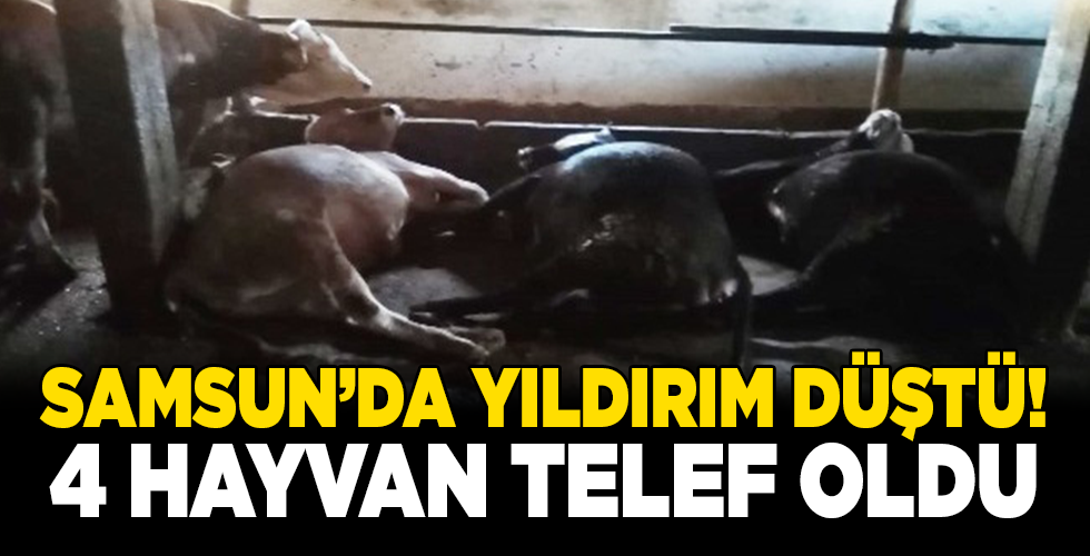 SAMSUN’DA AHIRA YILDIRIM DÜŞTÜ 4 HAYVAN TELEF OLDU
