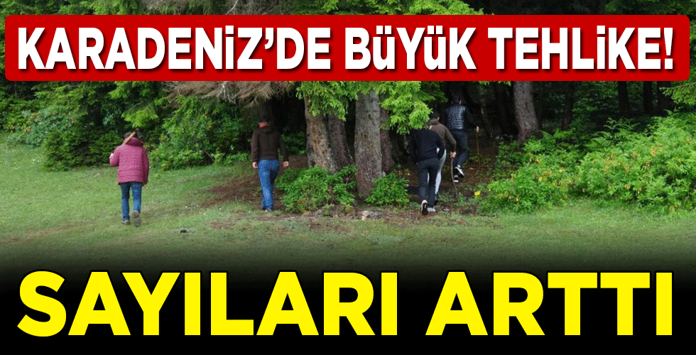 Karadeniz’de popülasyonu artan ayılar korkutuyor