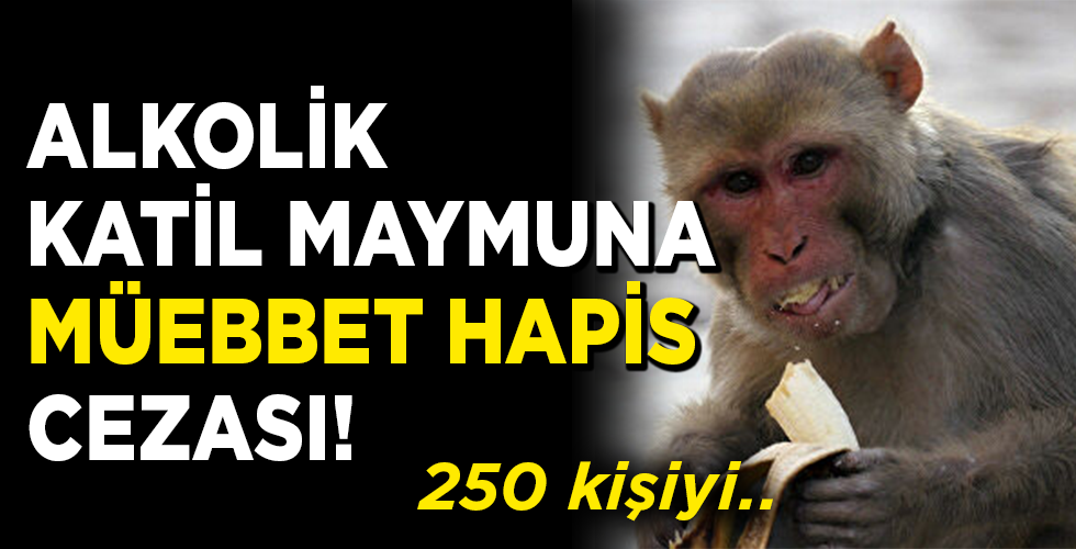 Alkolik maymun 1 kişiyi öldürüp 250 kişiyi yaraladı, müebbet yedi!