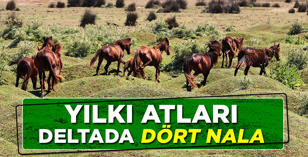 Kızılırmak Deltası’ndaki yılkı atları havadan görüntülendi