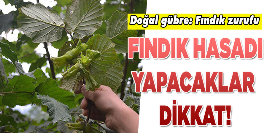 Doğal gübre: Fındık zurufu