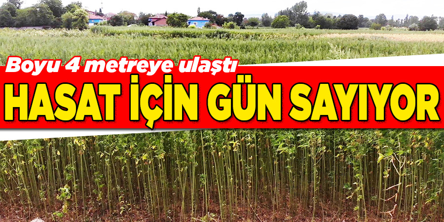 Üretim alanı üçe katladı