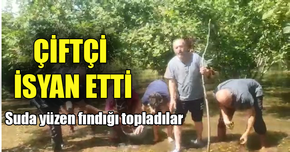Suda yüzen fındığı topladılar