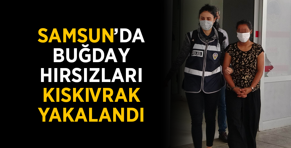 Samsun’da buğday hırsızlarına operasyon: 3 gözaltı