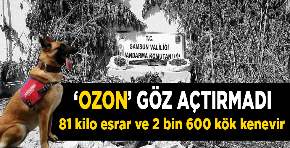 Samsun’da 81 kilo esrar ve 2 bin 600 kök kenevir ele geçirildi