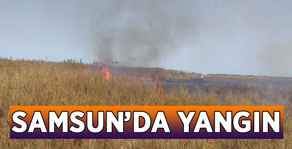 Sazlık alanda yangın