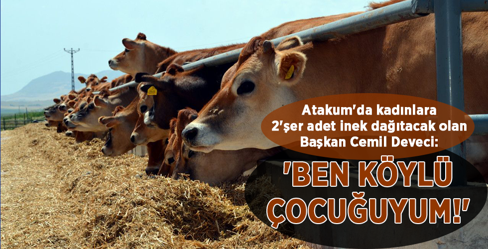 Atakum’da kadınlara 2’şer adet inek dağıtacak olan Başkan Cemil Deveci: ‘BEN KÖYLÜ ÇOCUĞUYUM!’