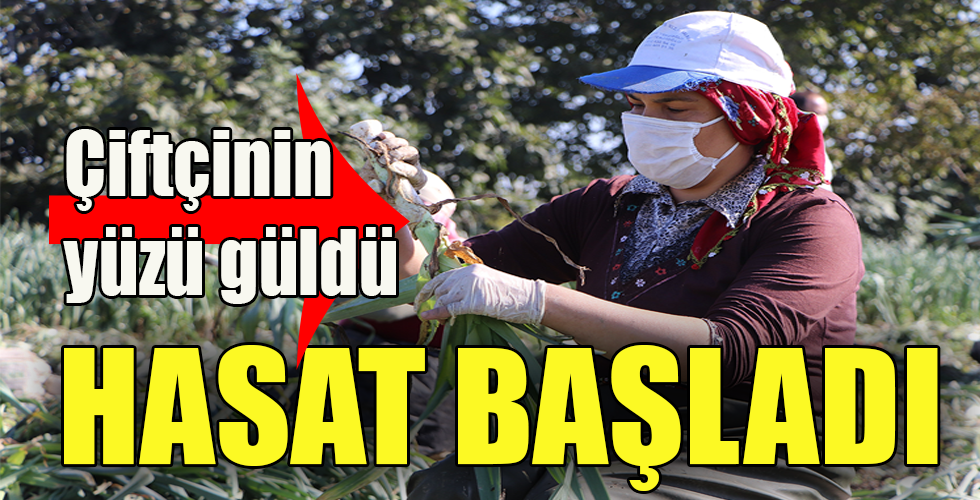 Bafra Ovası’nda pırasa hasadı başladı