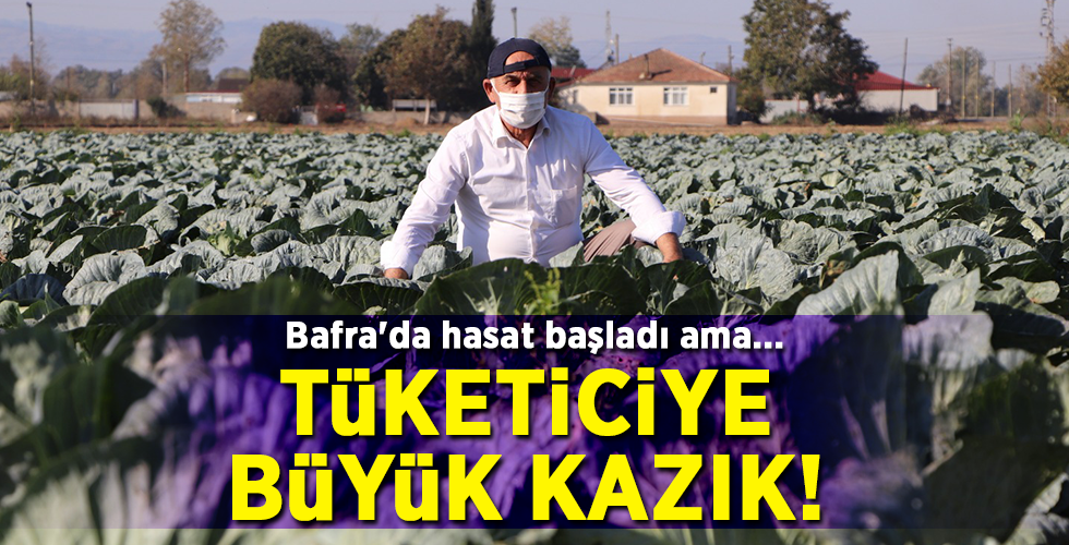 Bafra’da hasat başladı ama… TÜKETİCİYE BÜYÜK KAZIK!