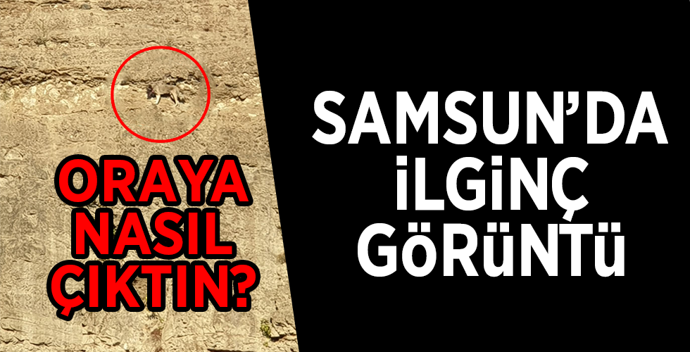 Dağ keçilerine taş çıkartan köpek için kurtarma operasyonu