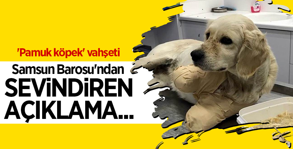 ‘Pamuk köpek’ vahşeti Samsun Barosu’ndan SEVİNDİREN AÇIKLAMA…