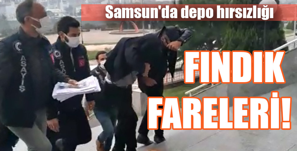 FINDIK FARELERİ!