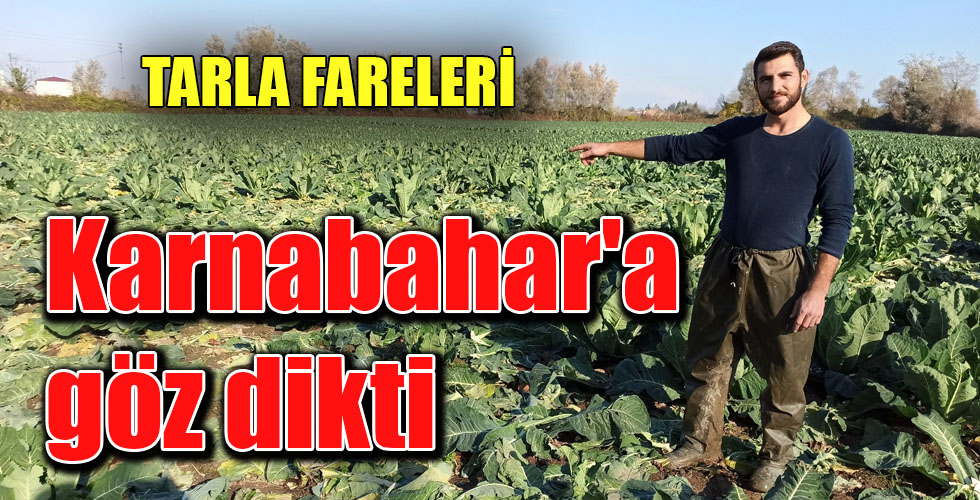 TARLA FARELERİ Karnabahar’a göz dikti