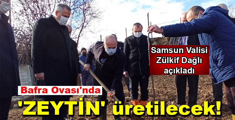 ‘ZEYTİN’ üretilecek!