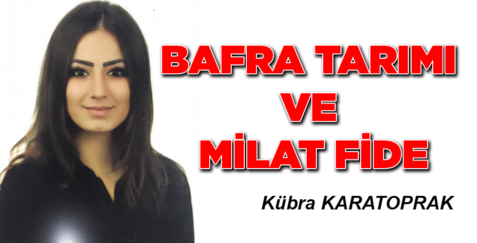 BAFRA TARIMI VE MİLAT FİDE