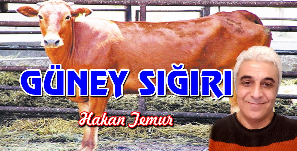 GÜNEY SIĞIRI