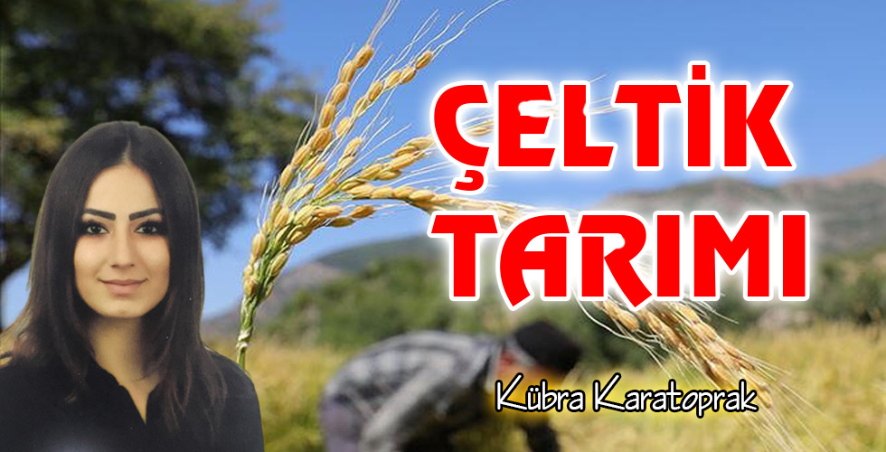 ÇELTİK TARIMI