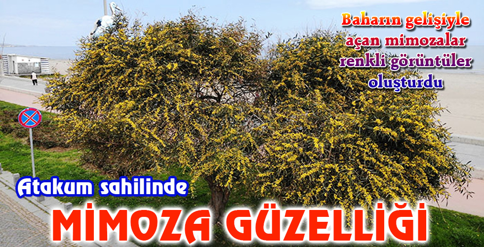 MİMOZA GÜZELLİĞİ
