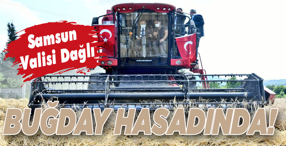 Samsun Valisi Dağlı BUĞDAY HASADINDA!