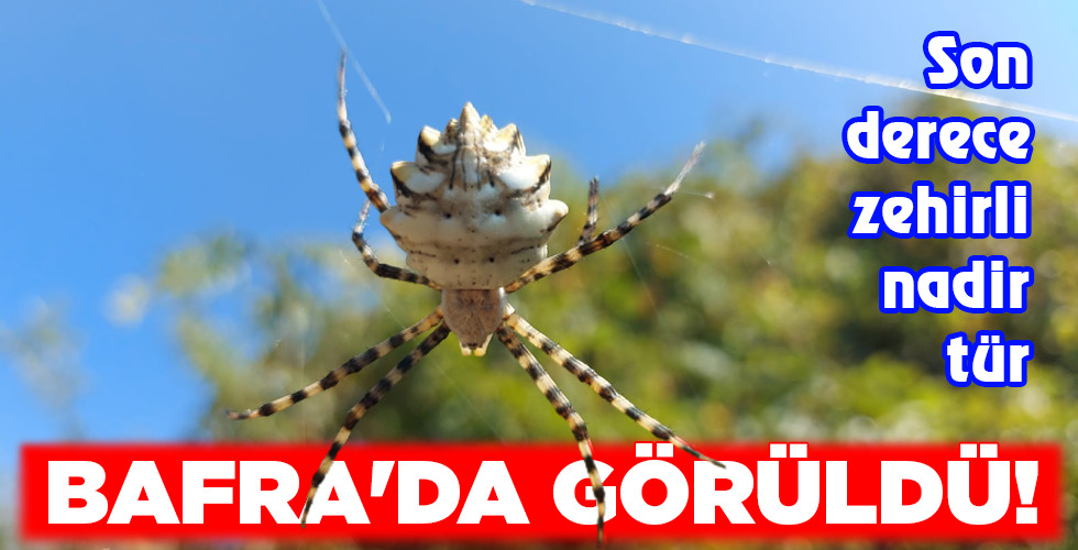 BAFRA’DA GÖRÜLDÜ!