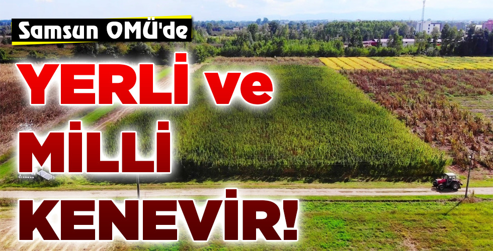 YERLİ ve MİLLİ KENEVİR!