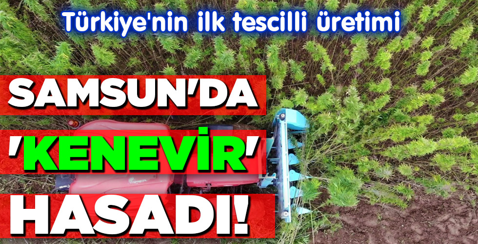 SAMSUN’DA ‘KENEVİR’ HASADI!