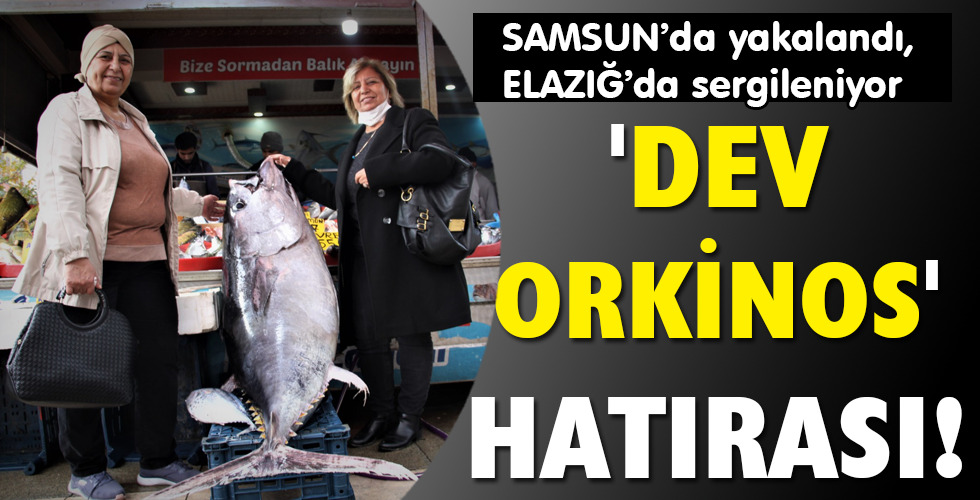 ‘DEV ORKİNOS’ HATIRASI!