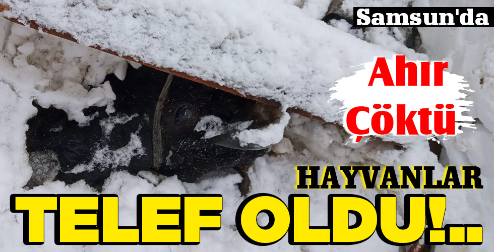 TELEF OLDU!..