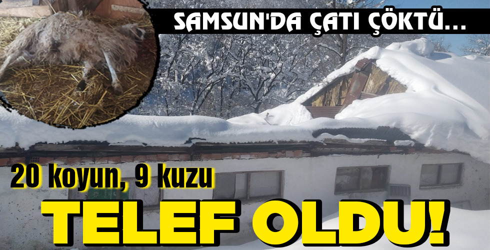 TELEF OLDU!