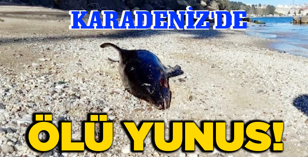 ÖLÜ YUNUS!