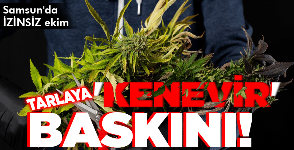 TARLAYA   ‘KENEVİR’   BASKINI!