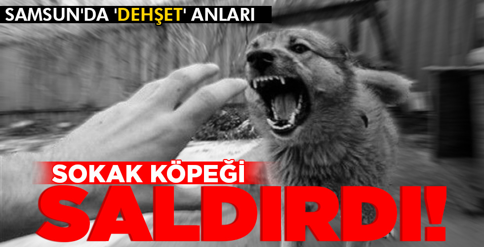 SOKAK KÖPEĞİ SALDIRDI!
