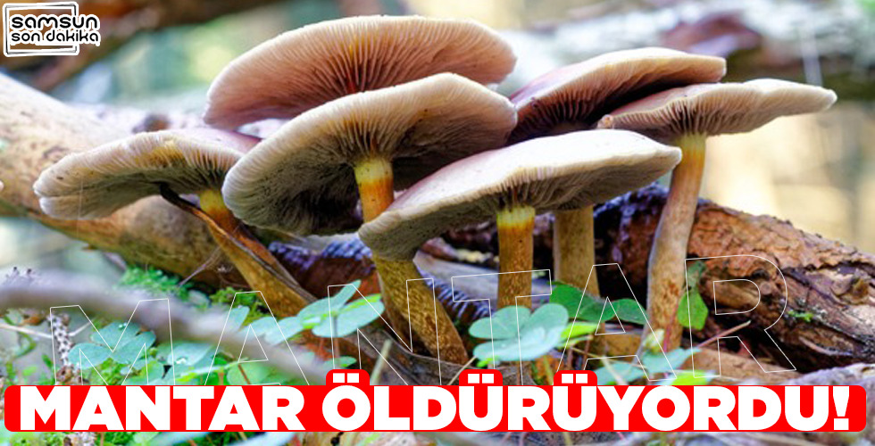 MANTAR ÖLDÜRÜYORDU!