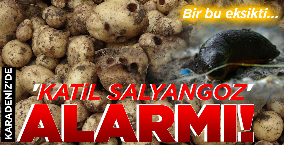 ‘KATİL SALYANGOZ’ ALARMI!