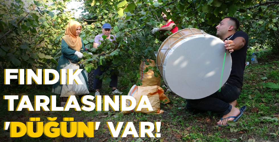 FINDIK TARLASINDA ‘DÜĞÜN’ VAR!