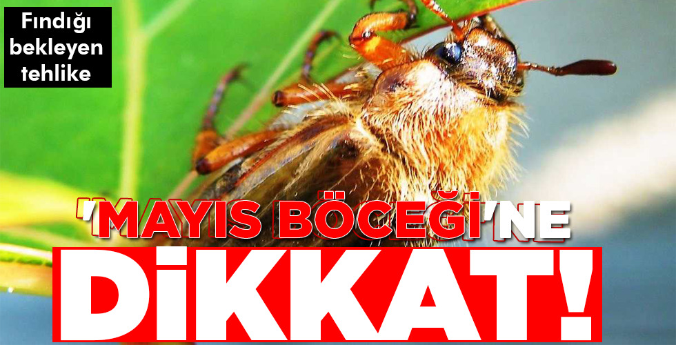 ‘MAYIS BÖCEĞİ’NE DİKKAT!