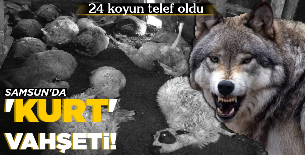 SAMSUN’DA ‘KURT’ VAHŞETİ!