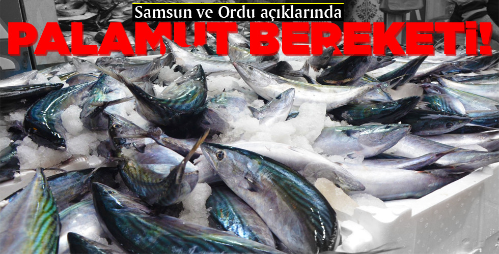 PALAMUT BEREKETİ!