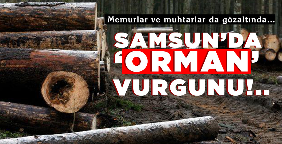SAMSUN’DA ‘ORMAN’ VURGUNU!..