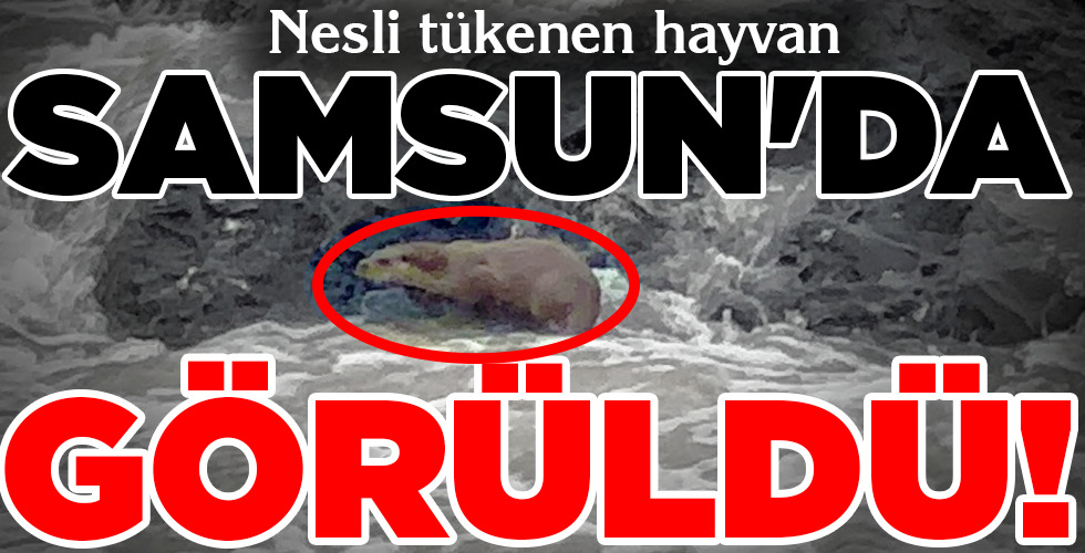 SAMSUN'DA GÖRÜLDÜ!