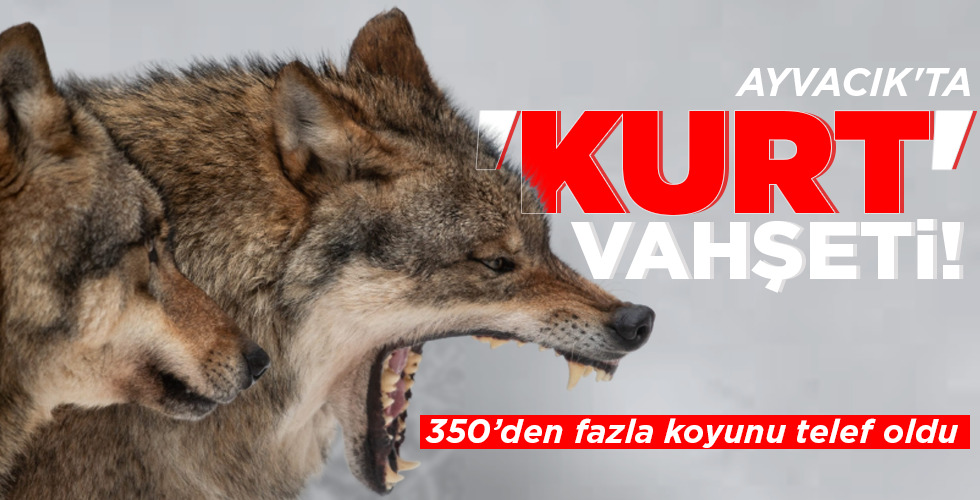 AYVACIK’TA ‘KURT’ VAHŞETİ!