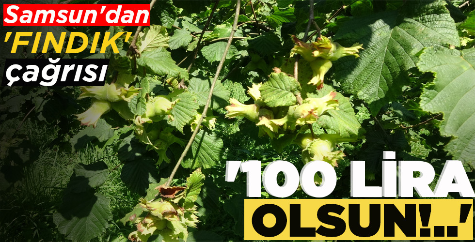 SAMSUN’DAN ‘FINDIK’ ÇAĞRISI ‘100 LİRA OLSUN!..’
