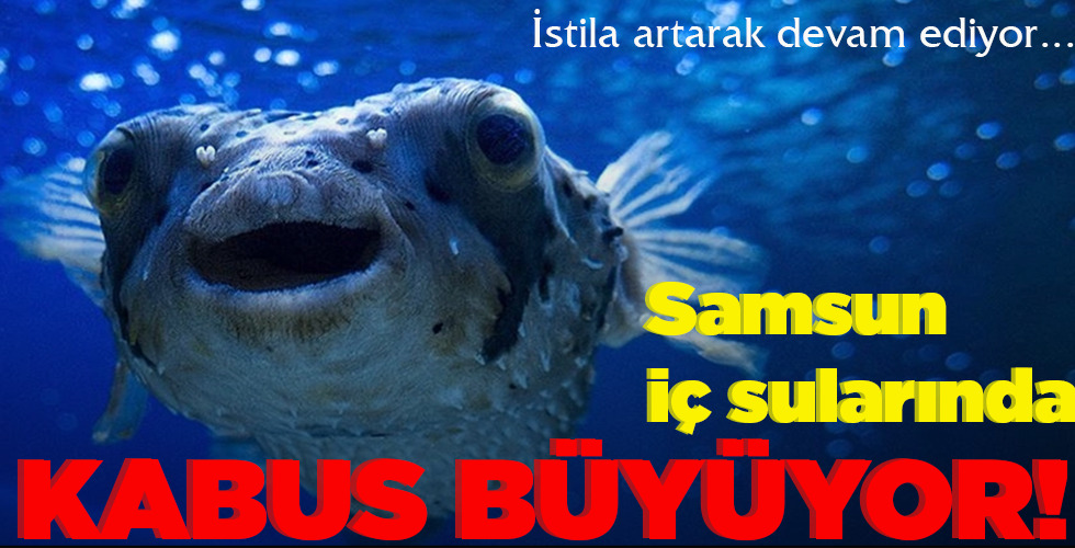 İSTİLA ARTARAK DEVAM EDİYOR SAMSUN İÇ SULARINDA KABUS BÜYÜYOR!