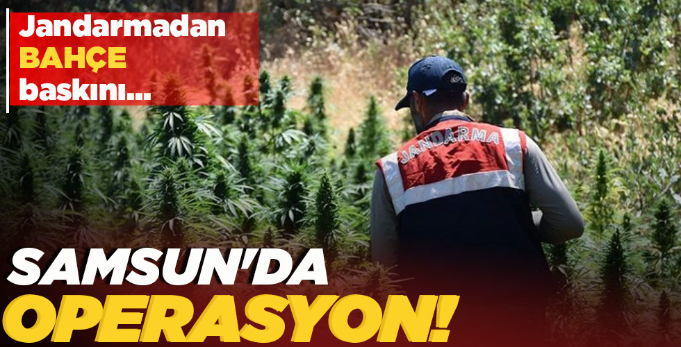 JANDARMADAN BAHÇE BASKINI… SAMSUN’DA OPERASYON!