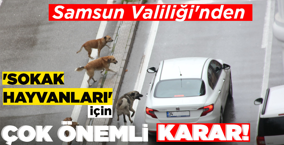 SAMSUN VALİLİĞİ’NDEN ‘SOKAK HAYVANLARI’ İÇİN ÇOK ÖNEMLİ KARAR!