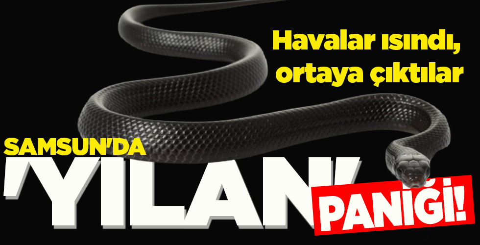 SAMSUN’DA ‘YILAN’ PANİĞİ!